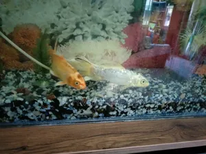 Fish Tank With Stand