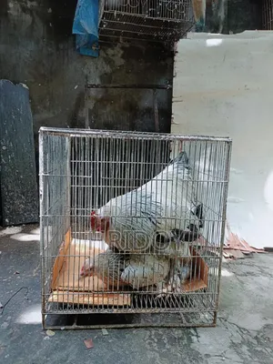 ব্রাহমা মুরগি