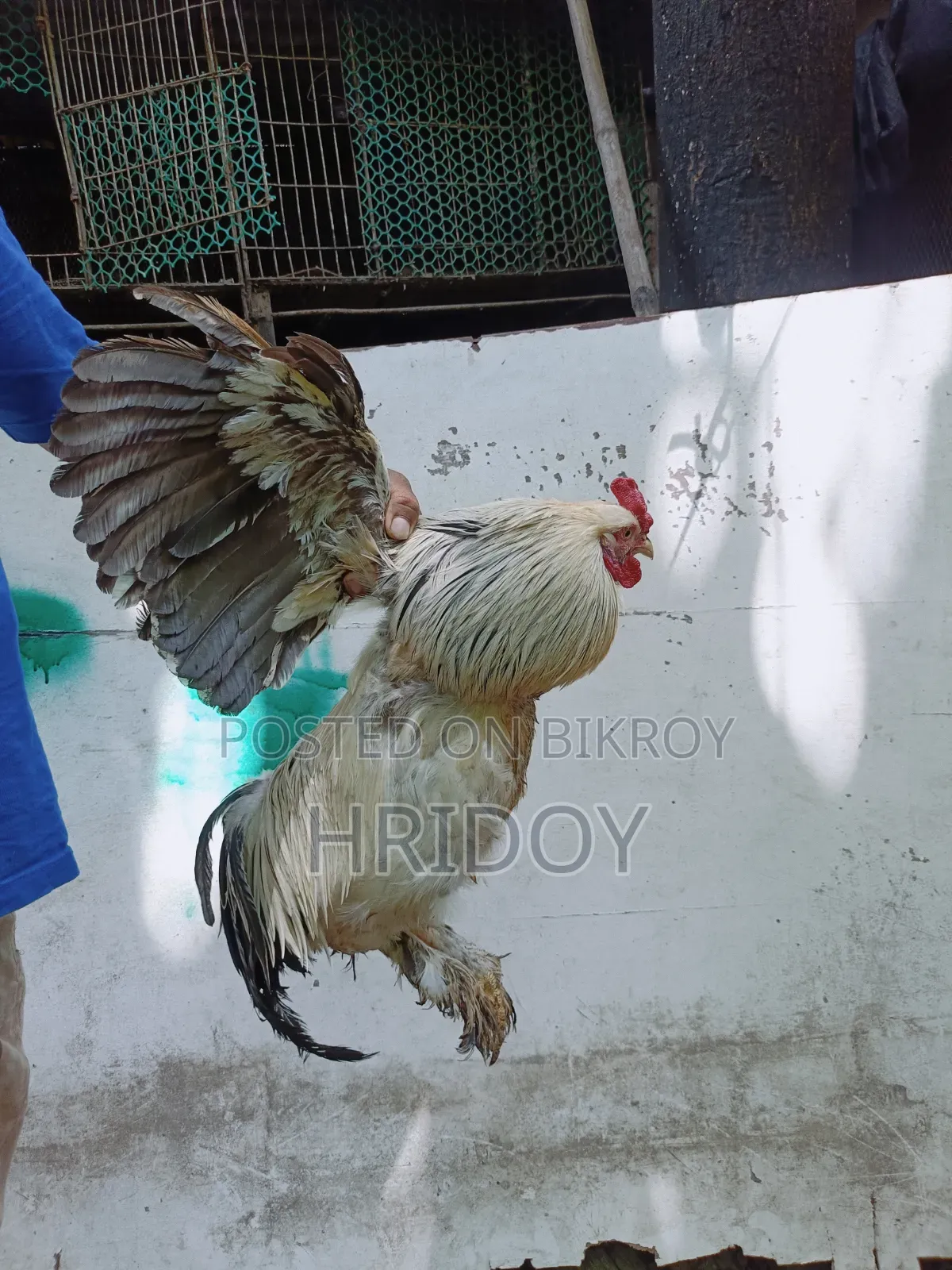 ব্রাহমা মুরগি