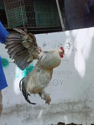 ব্রাহমা মুরগি