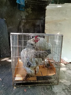 ব্রাহমা মুরগি