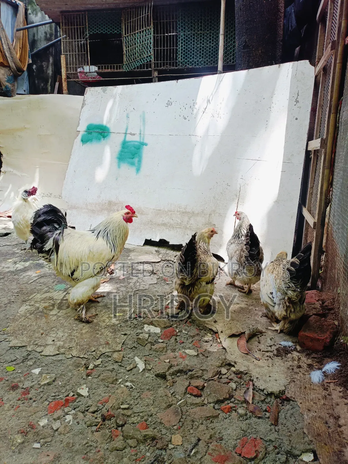 ব্রাহমা মুরগি