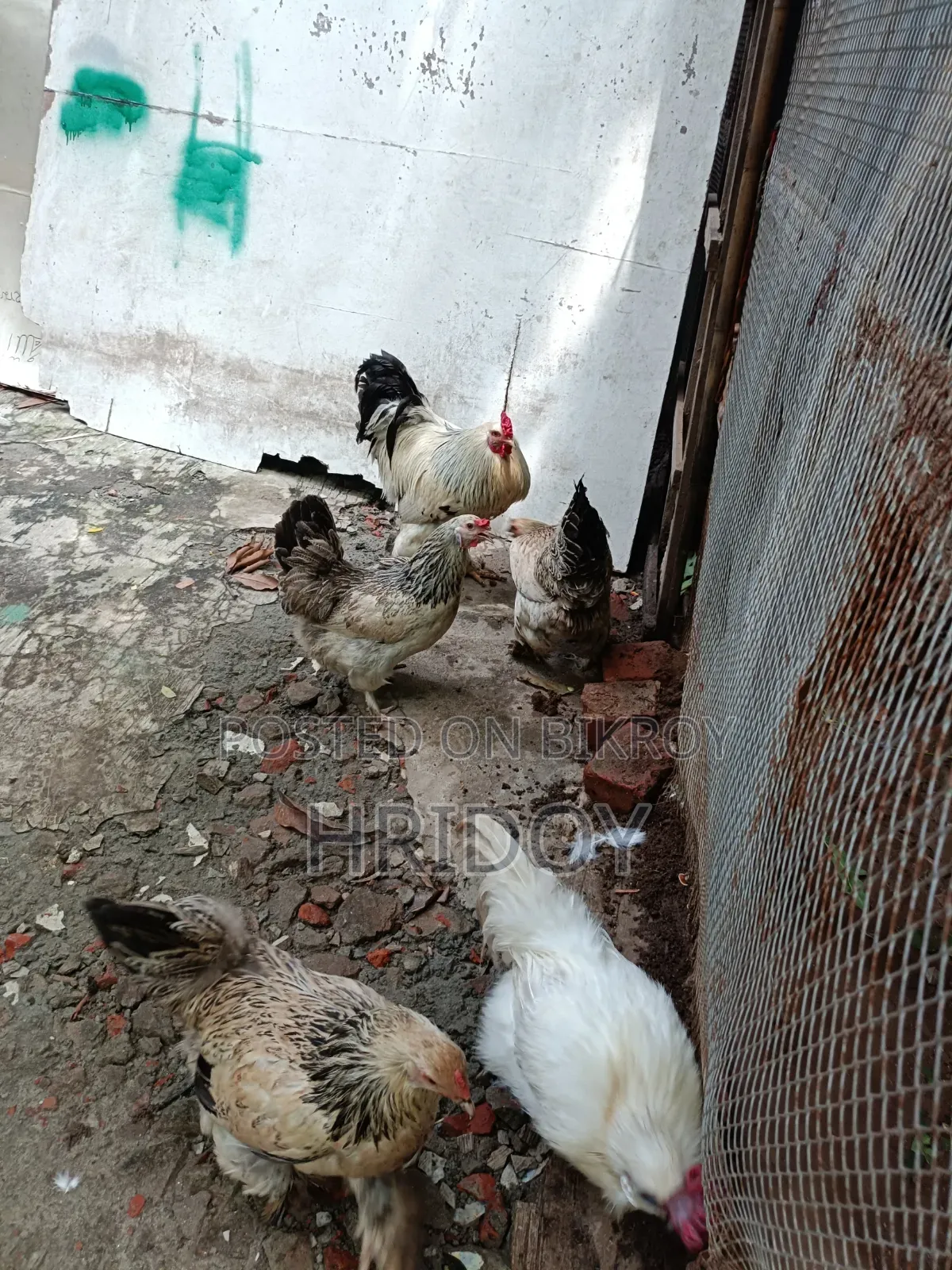 ব্রাহমা মুরগি