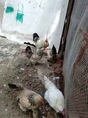 ব্রাহমা মুরগি