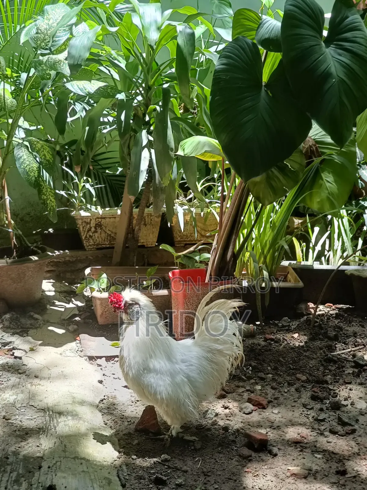 ব্রাহমা মুরগি