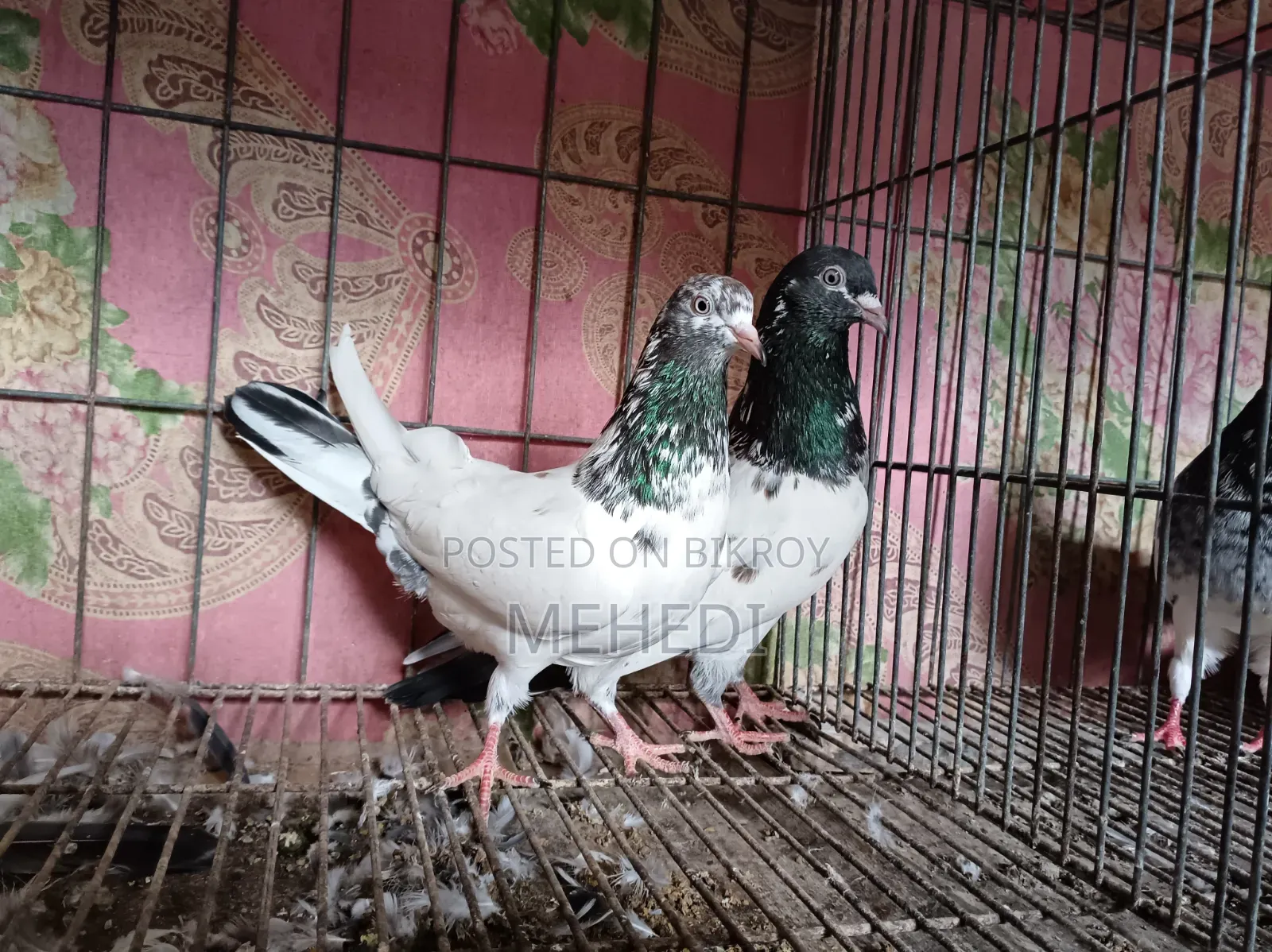 জনসিনা গোল্ডেন কবুতর ১ জোড়া ট্রাস্টেড