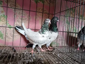জনসিনা গোল্ডেন কবুতর ১ জোড়া ট্রাস্টেড