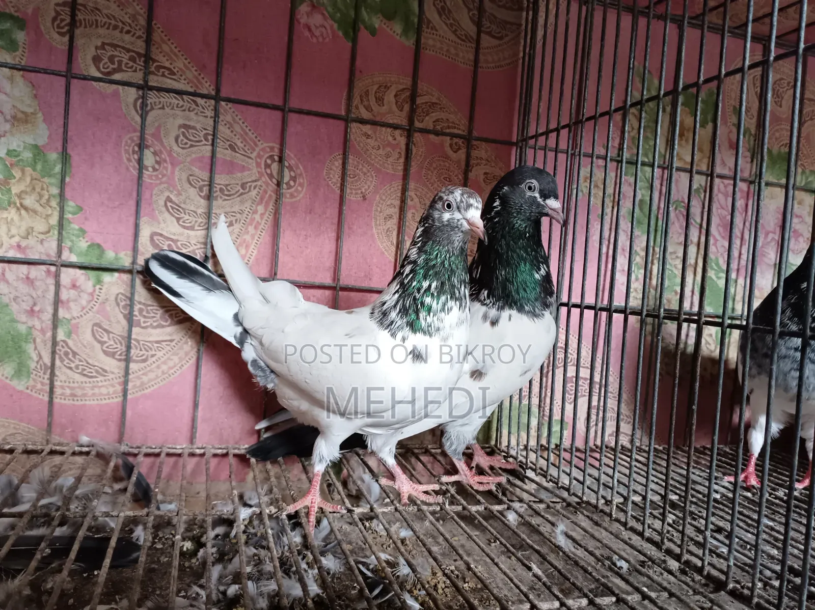 জনসিনা গোল্ডেন কবুতর ১ জোড়া ট্রাস্টেড