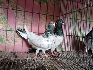 জনসিনা গোল্ডেন কবুতর ১ জোড়া ট্রাস্টেড