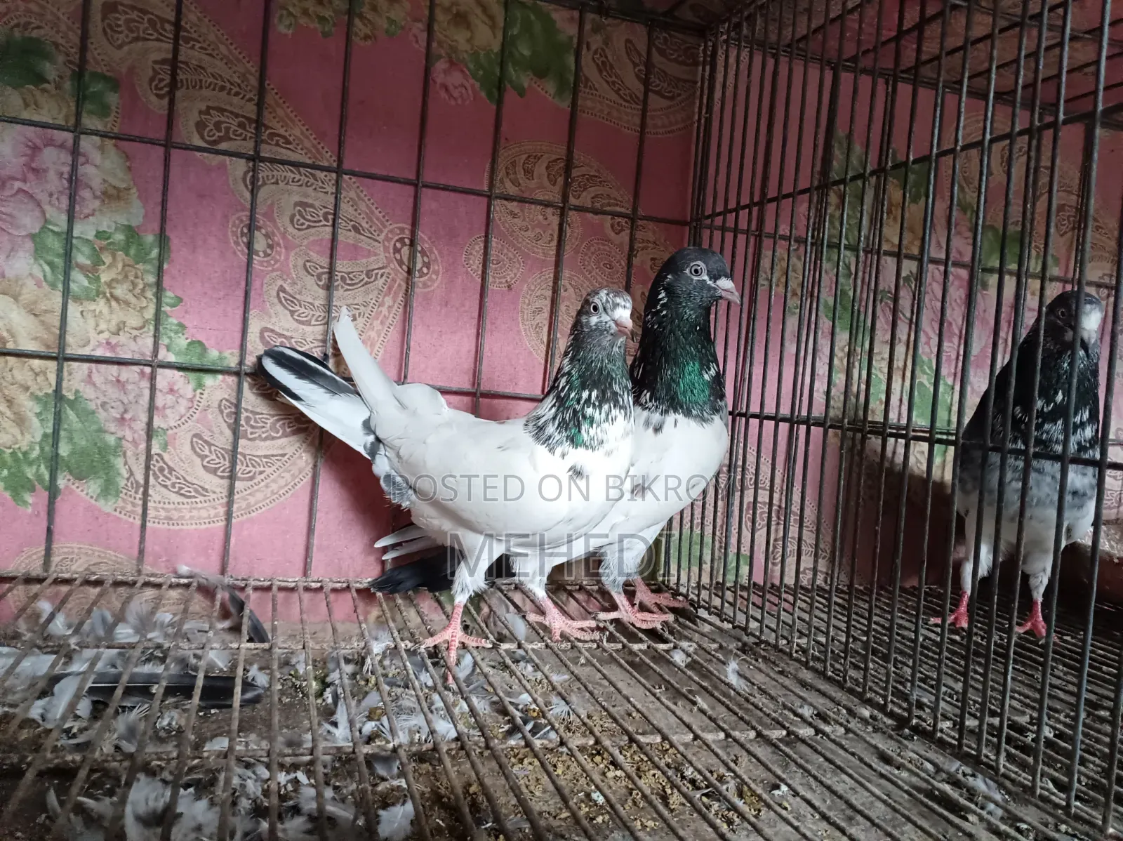 জনসিনা গোল্ডেন কবুতর ১ জোড়া ট্রাস্টেড