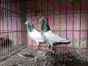 জনসিনা গোল্ডেন কবুতর ১ জোড়া ট্রাস্টেড