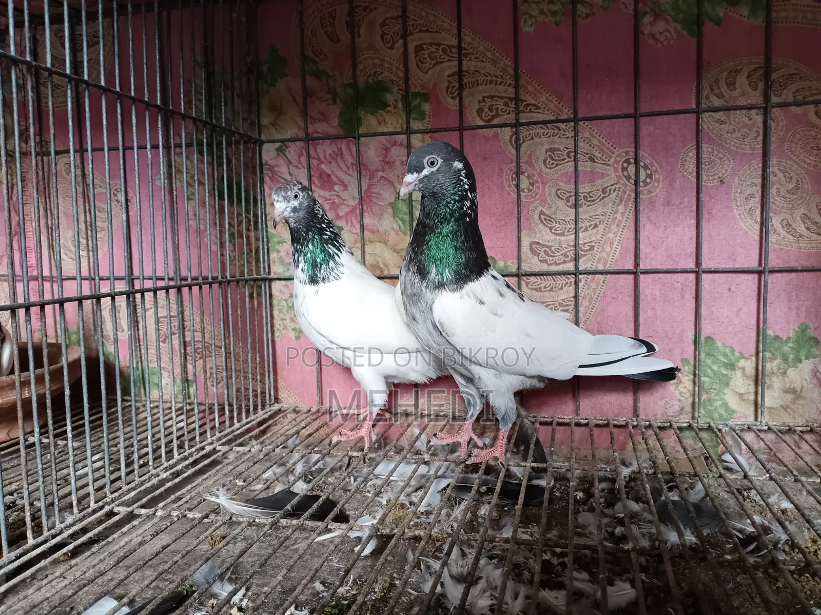 জনসিনা গোল্ডেন কবুতর ১ জোড়া ট্রাস্টেড