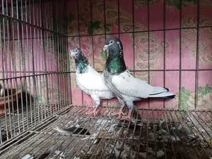 জনসিনা গোল্ডেন কবুতর ১ জোড়া ট্রাস্টেড