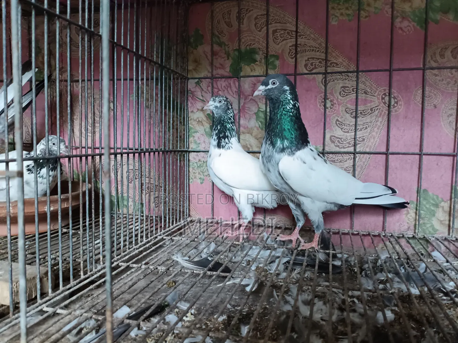 জনসিনা গোল্ডেন কবুতর ১ জোড়া ট্রাস্টেড