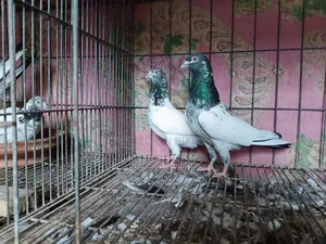 জনসিনা গোল্ডেন কবুতর ১ জোড়া ট্রাস্টেড