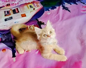 1-3 months Male Purebred Persian
