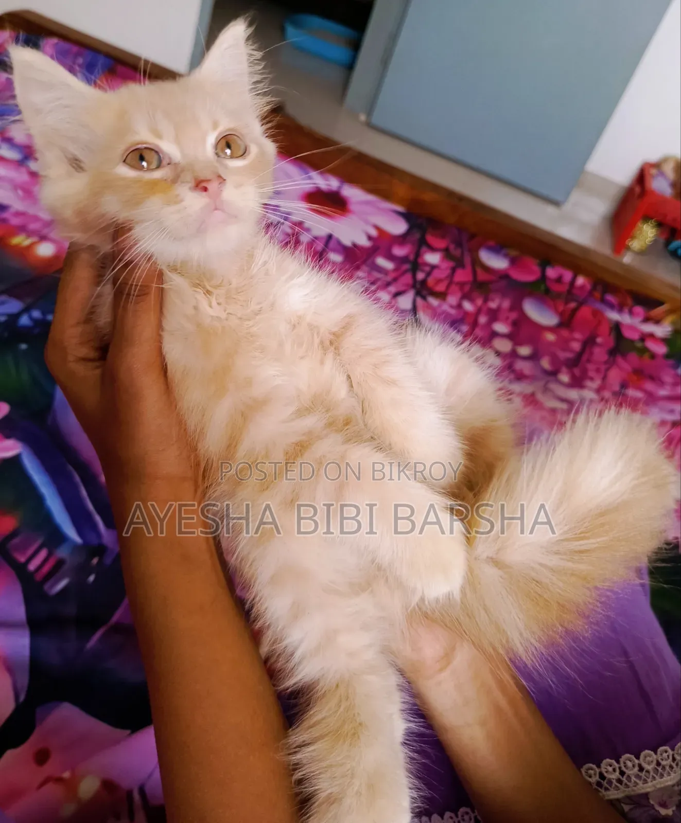 1-3 months Male Purebred Persian