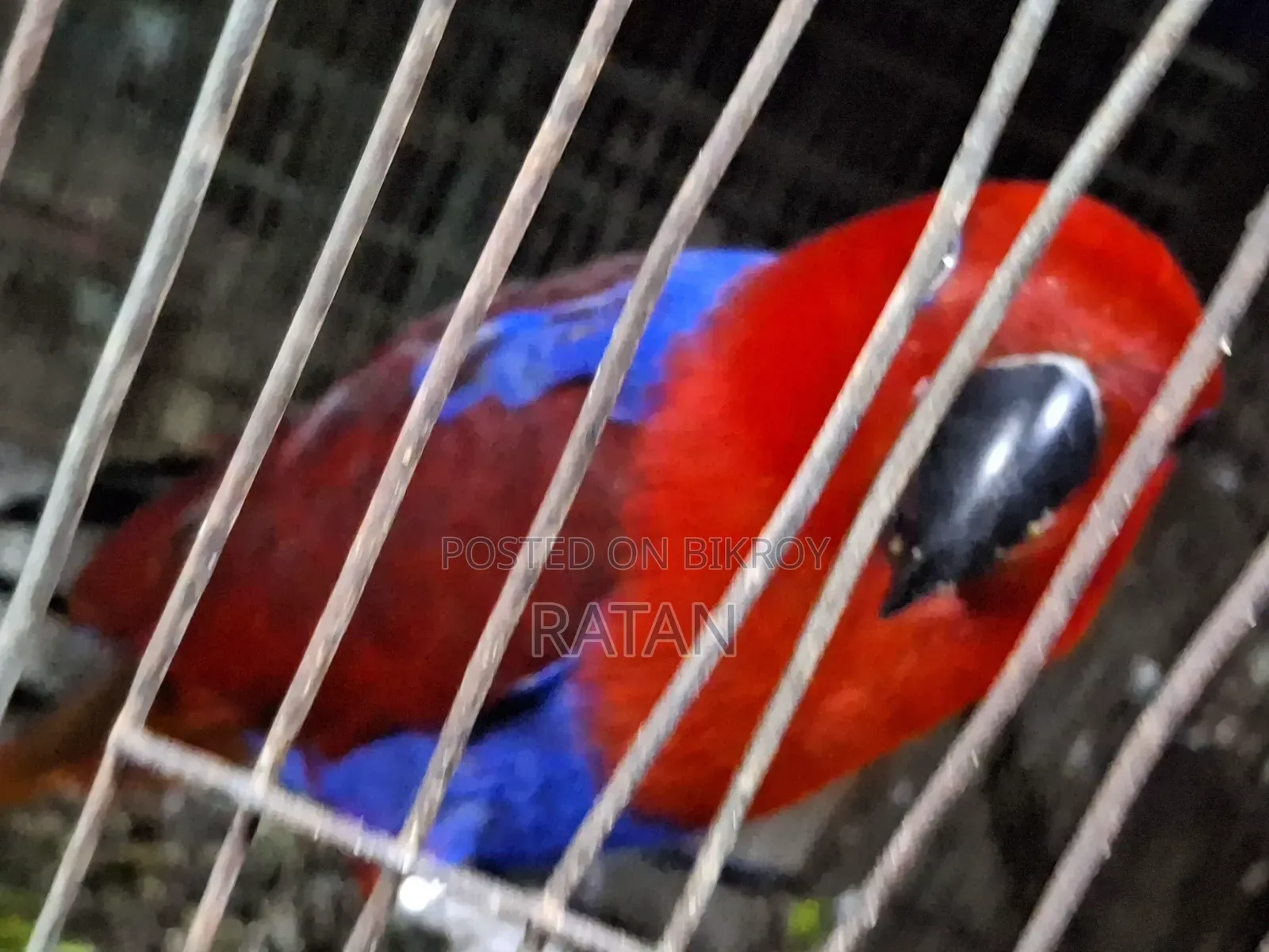 অ্যালেক্টাস ফিমেল