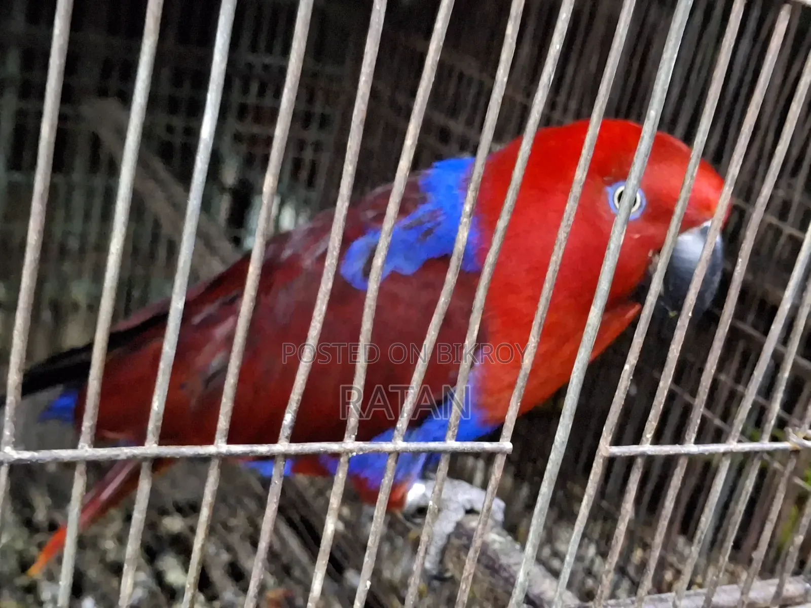 অ্যালেক্টাস ফিমেল