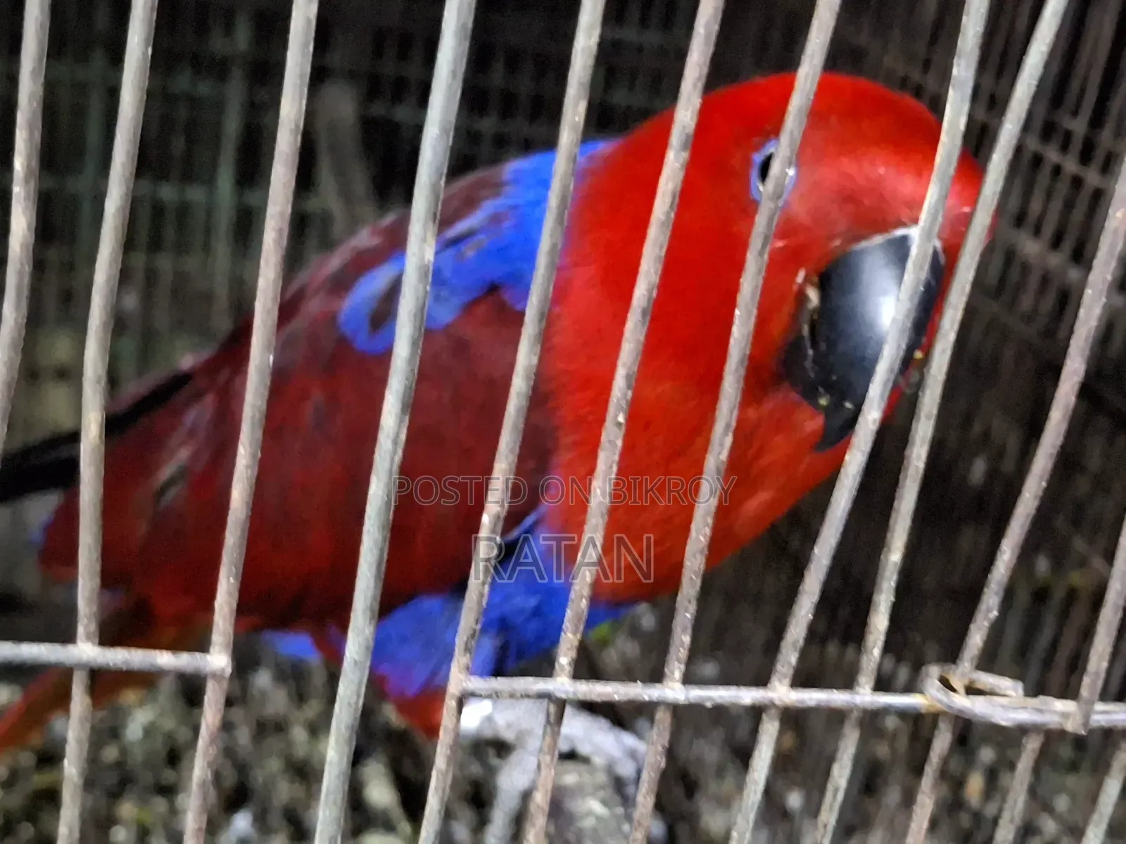অ্যালেক্টাস ফিমেল
