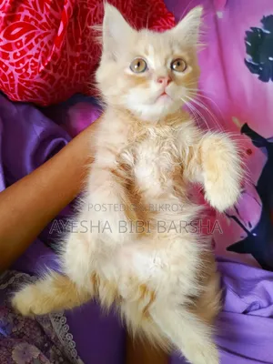 1-3 months Male Purebred Persian