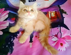 1-3 months Male Purebred Persian