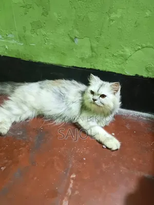 6-12 months Female Purebred Cat