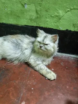 6-12 months Female Purebred Cat