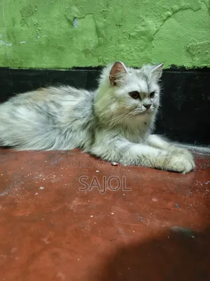 6-12 months Female Purebred Cat