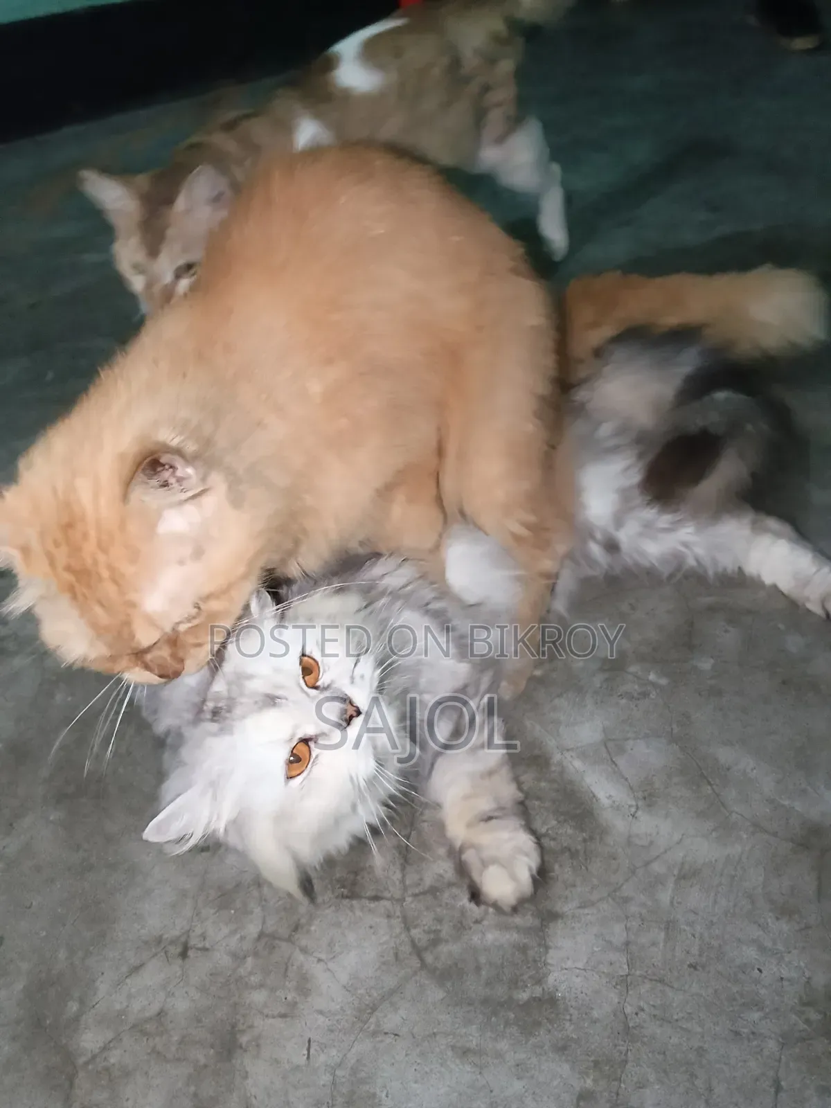 6-12 months Female Purebred Cat