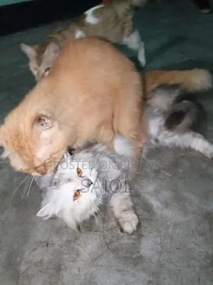 6-12 months Female Purebred Cat