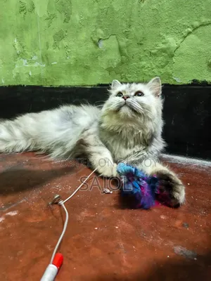 6-12 months Female Purebred Cat
