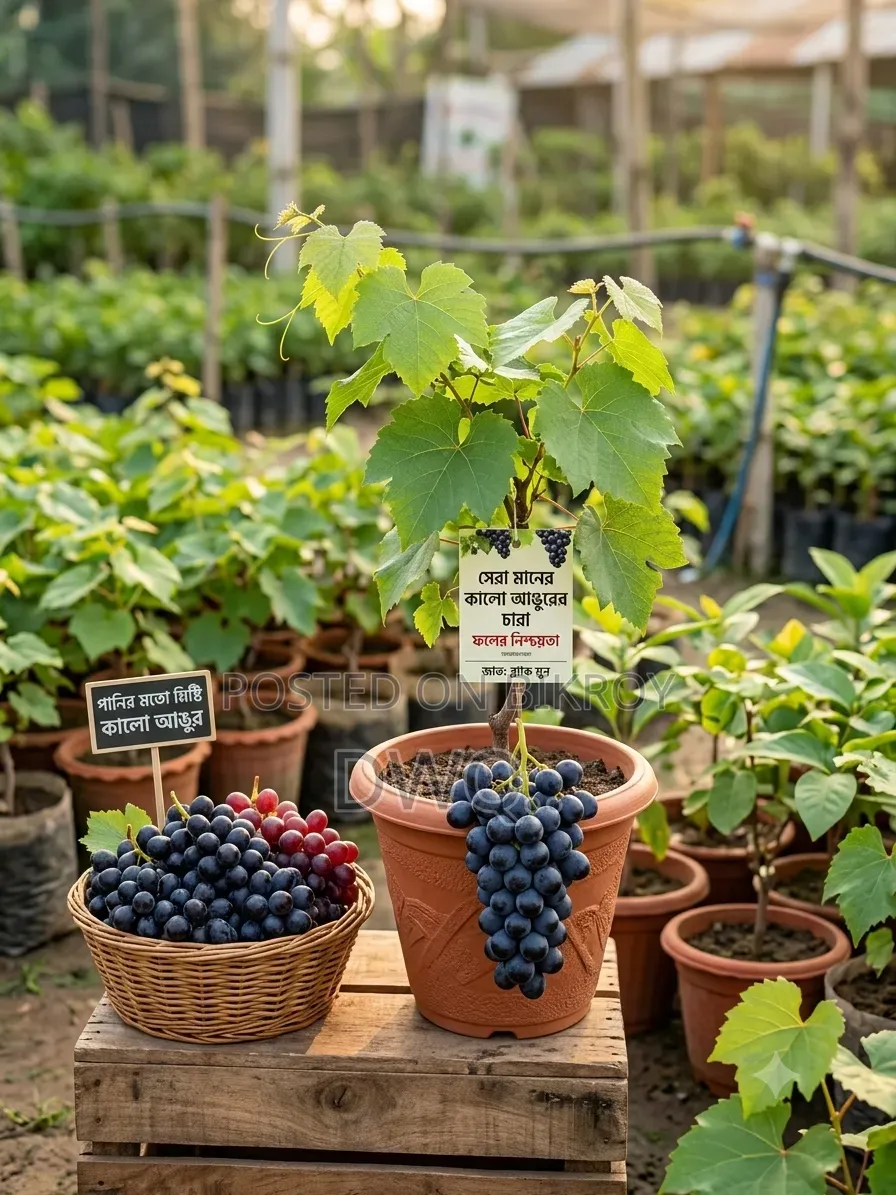 Jamrul, Grape, Mulberry