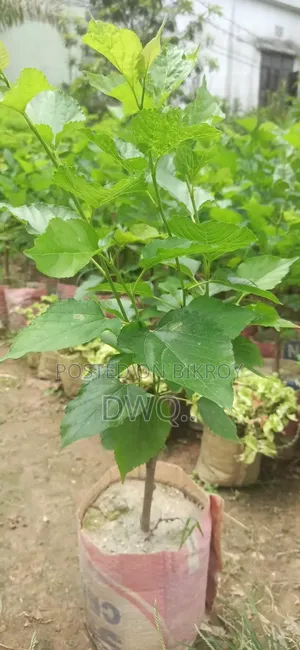 Jamrul, Grape, Mulberry