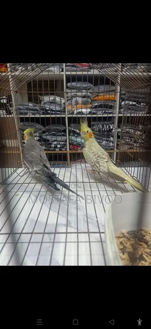 রানিং মাস্টার পেয়ার।লুটিনো গ্রে আর গ্রে পার্ল।