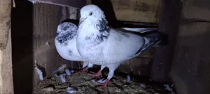 Pigeons for Sale