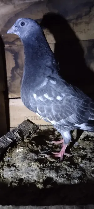 Pigeons for Sale