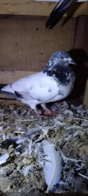 Pigeons for Sale