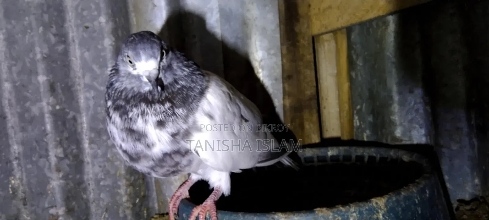 Pigeons for Sale