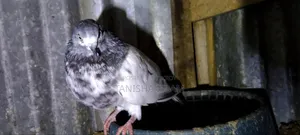 Pigeons for Sale