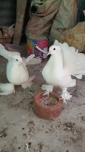 লক্ষা কবুতর এক জোড়া
