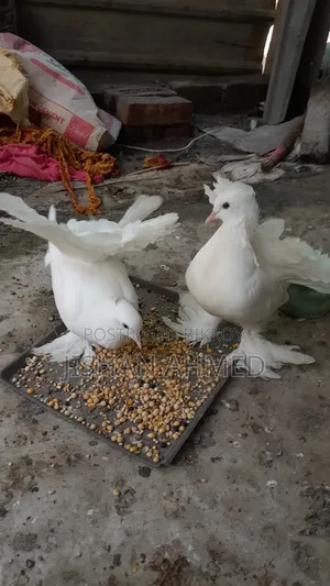 লক্ষা কবুতর এক জোড়া