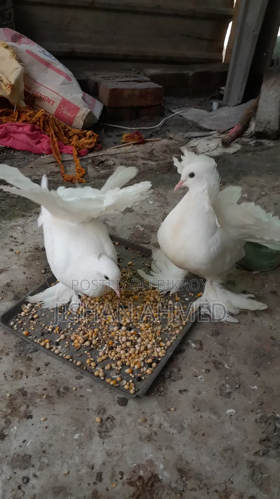 লক্ষা কবুতর এক জোড়া