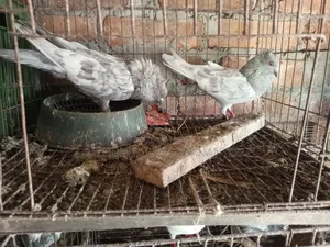 Khaki Pair and Budapest Hen