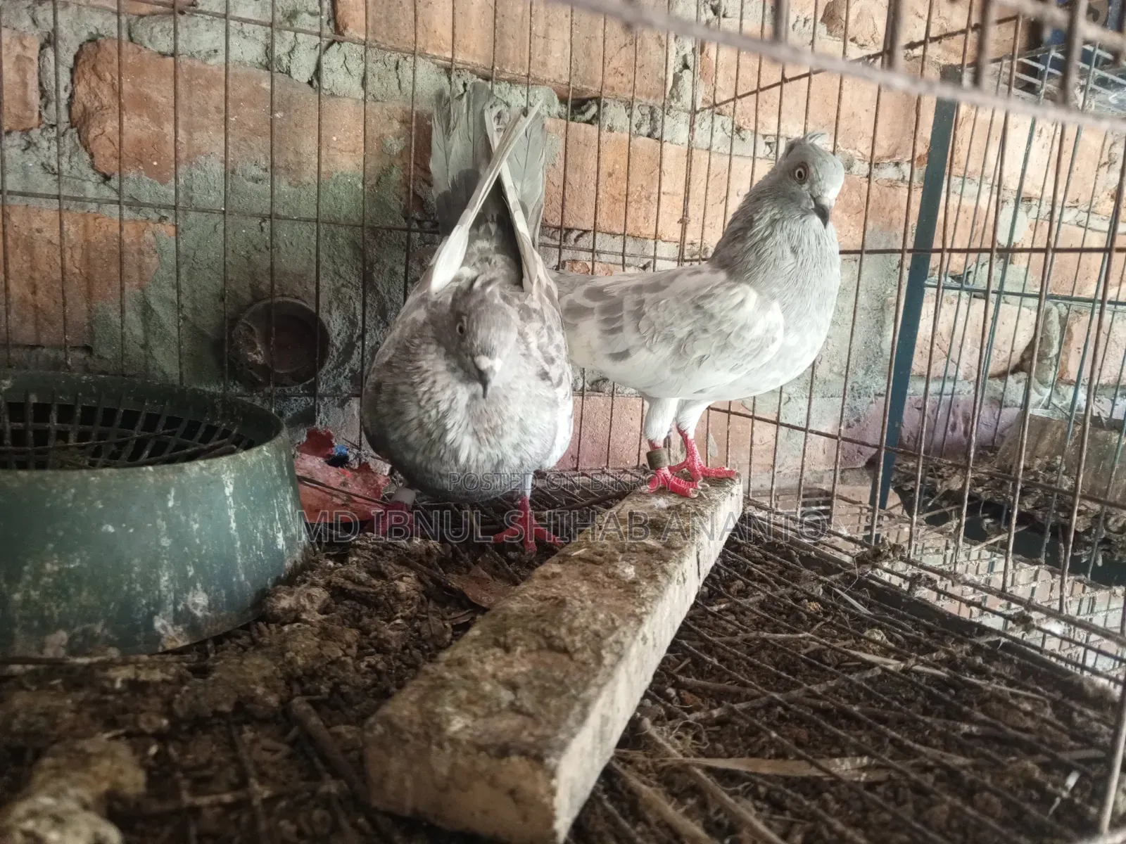 Khaki Pair and Budapest Hen