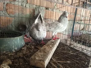 Khaki Pair and Budapest Hen