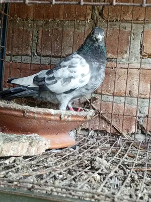 Khaki Pair and Budapest Hen