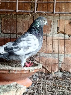 Khaki Pair and Budapest Hen