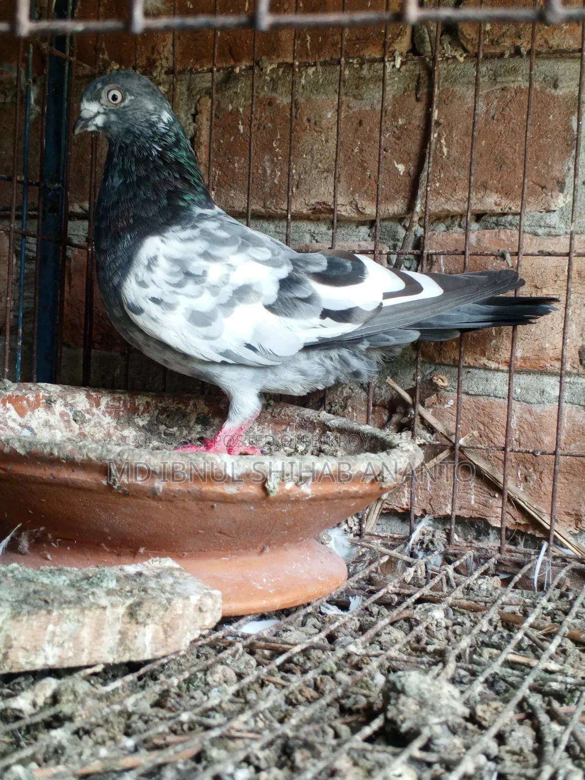 Khaki Pair and Budapest Hen