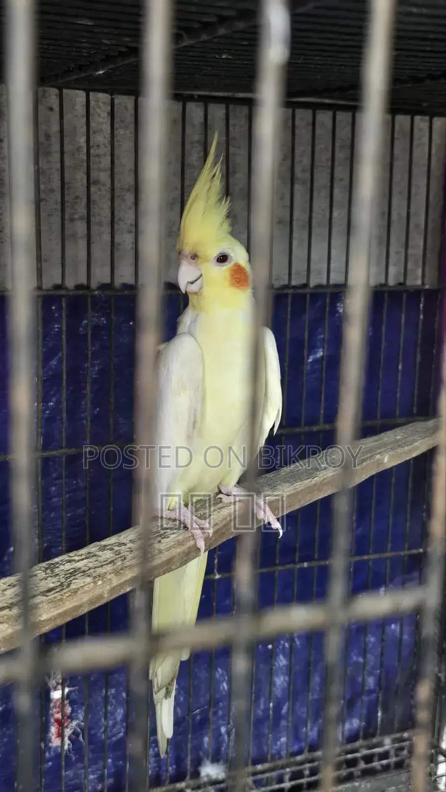 লুটিনো ককাটেল